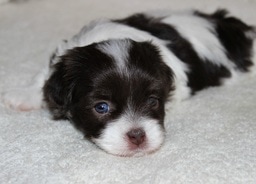Cute Havanese Puppy. Chocolate Parti. Blue Eyes. 